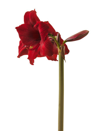 Bloom dark-red Hippeastrum (amaryllis) on white background isolatedの写真素材