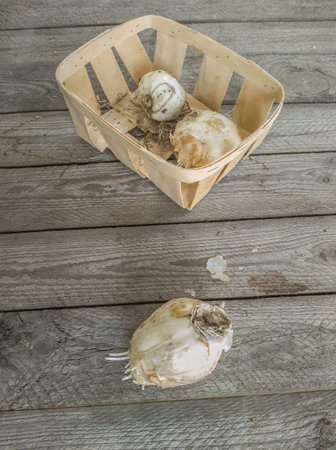 Three bulbs fritillaria Persica Alba with roots on a wooden table before planting in the garden in autumn or winter. Space for text. Flat layの写真素材