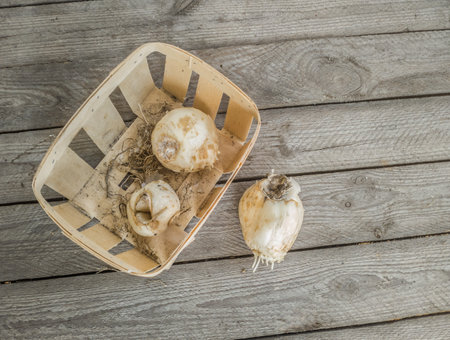 Three bulbs fritillaria Persica Alba with roots on a wooden table before planting in the garden in autumn or winter. Space for text. Flat layの写真素材
