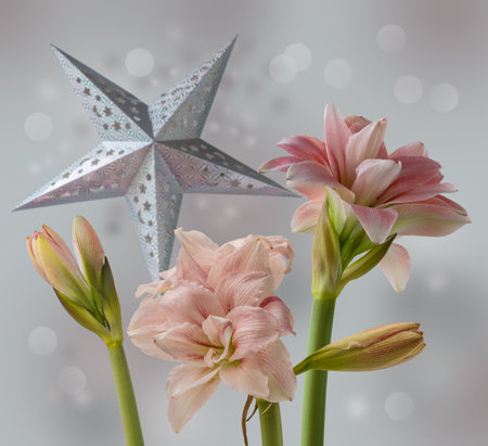 Bloom Hippeastrum (amaryllis) Double Galaxy Grp 'Pink Glory' and Silver paper lightning lantern in star form, christmas decoration on gray background. Background for banner, calendar, postcardsの写真素材