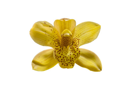 Blooming beautiful yellow cymbidium orchids on a white background isolated.の写真素材