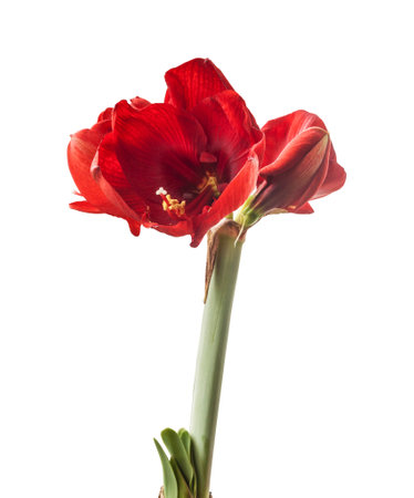 Blooming dark red hippeastrum (amaryllis) "Royal Red" on a white background isolated.の写真素材