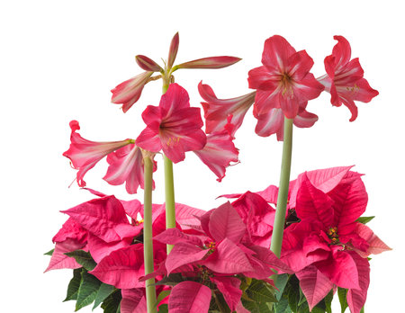 Pink poinsettia (Euphorbia pulcherrima) and Hippeastrum sonatini  "Hot Lips"  close-up on a white background, isolatedの写真素材