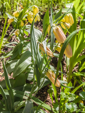 Bloom Fritillaria pallidiflora or siberian fritillary in garden on springの写真素材