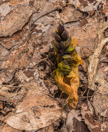 Sprouted hyacinth among fallen leaves in early springの写真素材