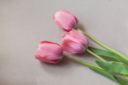 Bouquet of pink tulips on a gray background. Horizontal. Background for a calendar, postcard, banner, post on social networks. Place for text.の写真素材