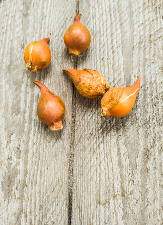 Botanical tulip bulbs before planting in the garden in autumn. Flat lay. Space for textの写真素材