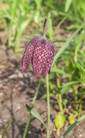 Blooming Fritillaria meleagris or Checkered lily on April in garden.の写真素材