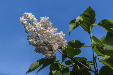 Blooming branch of white double lilac against the sky.の写真素材