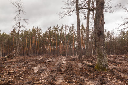 Stumps and branches in a cleared forest area. Industrial felling of forestsの写真素材