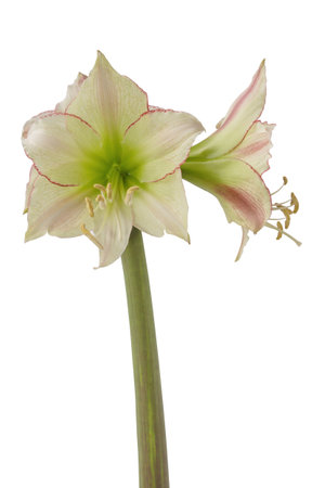 Blooming hippeastrum (amaryllis) Yellow-red on a white background isolatedの写真素材