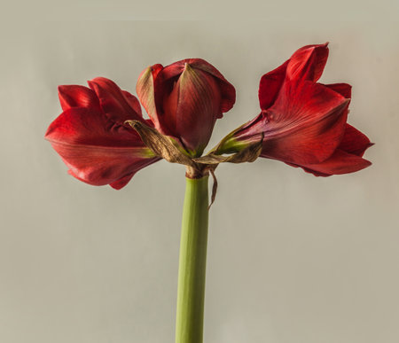 Bloom dark red Hippeastrum (amaryllis) on gray backgroundの写真素材