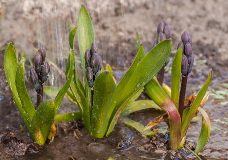 Watering blue hyacinths (hyacinthus orientalis) at the beginning of growth in early spring. March in the garden.の写真素材