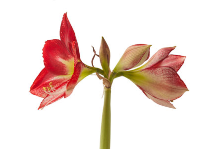 Flowering red and white hippeastrum (amaryllis) on a white background isolatedの写真素材