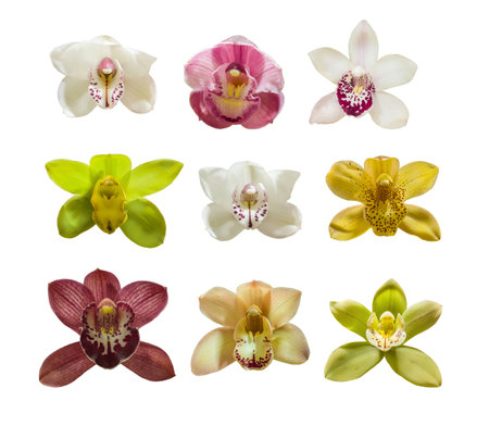 Set of isolated orchid flowers cymbidium on white backgroundの写真素材