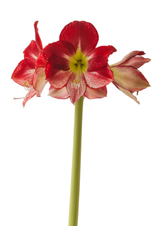 Flowering red and white hippeastrum (amaryllis) on a white background isolatedの写真素材