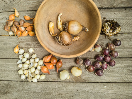 Bulbs of botanical tulips, alliums, lilies, daffodils and erythronium on a table before planting.. Garden planning concept. Flat lay.の写真素材