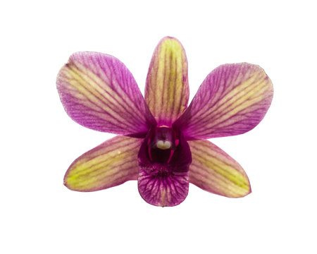 Flower Dendrobium phalaenopsis orchid or Cooktown orchid or mauve butterfly orchid, or Dendrobium bigibbum "Sunny Cocktail" isolated on white backgroundの写真素材