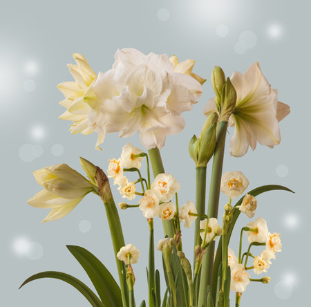 Bloom white double hippeastrum (amaryllis) "Marquis" and double daffodils on a blue background. Background for banner, calendar, postcardの写真素材