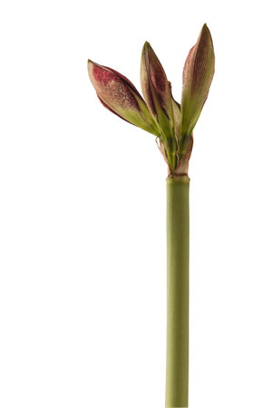 Flowering red and white hippeastrum (amaryllis) on a white background isolatedの写真素材