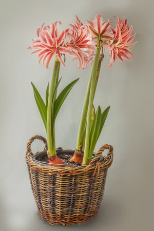 Blooming white and red Hippeastrum (amaryllis) "Doublet" Galaxy Double Group on gray backgroundの写真素材