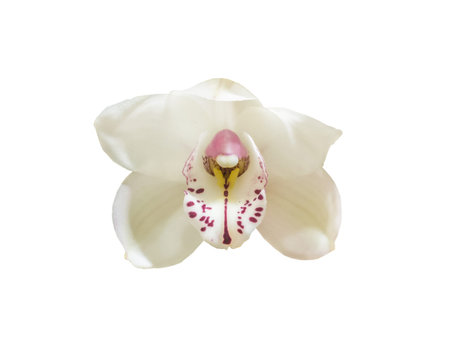 Orchids flowers white and dark red cymbidium, isolated on white backgroundの写真素材