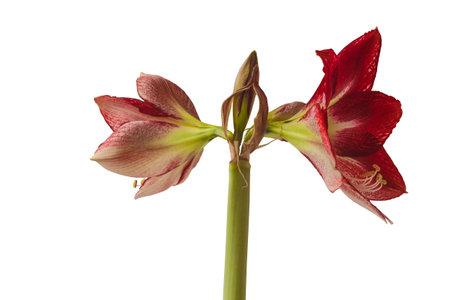 Flowering red and white hippeastrum (amaryllis) on a white background isolatedの写真素材