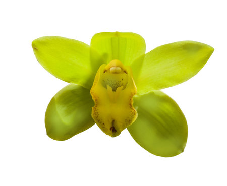 Orchids flowers lime and yellow cymbidium, isolated on white backgroundの写真素材