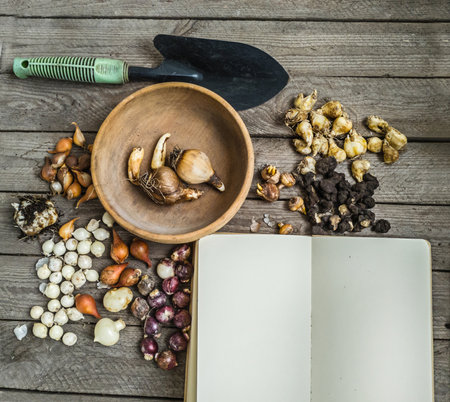 Autumn plantings of small-bulbous spring-flowering plants next to an open notebook with clean lines and a garden shovel. Garden planning concept. Flat lay.の写真素材