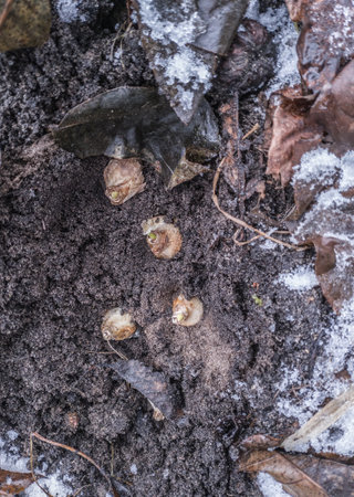 Muscari bulbs or grape hyacinth bulbs in the ground in late fall or early winter. View from aboveの写真素材
