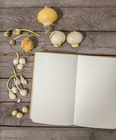 Allium bulbs of different species and varieties near an open notebook. Top view. Space for text.の写真素材