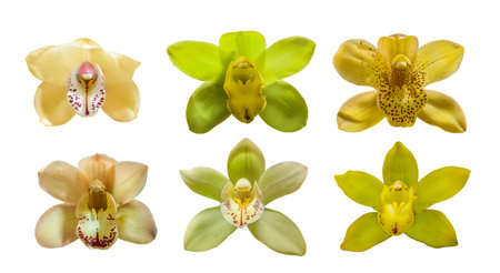 Set of isolated orchid flowers cymbidium on white backgroundの写真素材