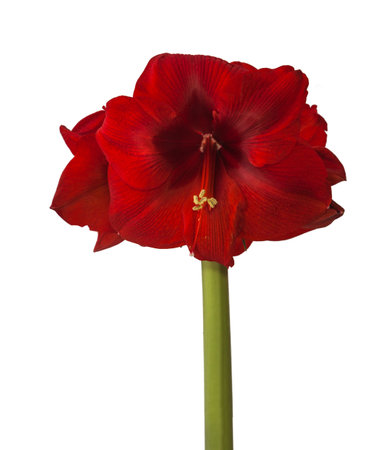 Bud dark red Amaryllis Hippeastrum on white background isolatedの写真素材