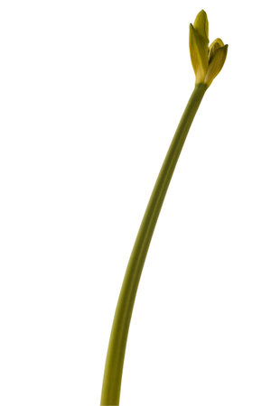 Blooming hippeastrum (amaryllis) yellow Galaxy Group "Fantasy" on a white background isolatedの写真素材
