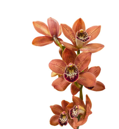 Blooming branch of orange-brown with burgundy spots colored cymbidium orchid flowers on white background isolated.の写真素材