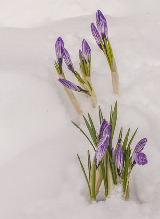 Group of crocuses after snowfallの写真素材