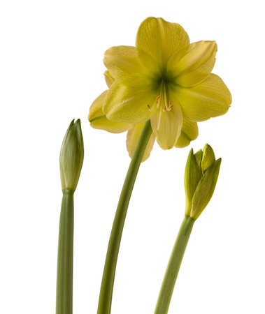 Blooming hippeastrum (amaryllis) yellow on a white background isolatedの写真素材