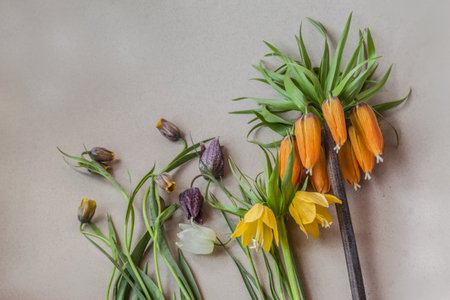 Blooming fritillaria of different types on a gray table. Flat lay. Background for a calendar, banner or social media post. Place for text.の写真素材