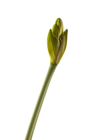 Blooming hippeastrum (amaryllis) yellow Galaxy Group "Fantasy" on a white background isolatedの写真素材
