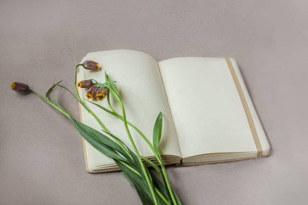 Open notebook or sketchbook and blooming Fritillaria uva-vulpis or fox's grape fritillary on a gray...