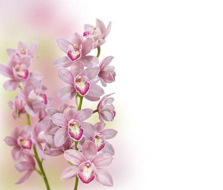 Blooming branch of pink with purple spots colored cymbidium orchid flowers "Pink Lady" on on blurry background. Background for cover, calendar, banner, postcard. Place for text.の写真素材