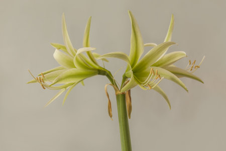Flower Hippeastrum (amarillis) green Spider Group "'Evergreen" on a gray background isolated.の写真素材
