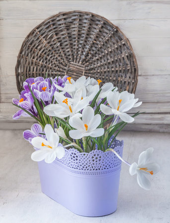 Blooming white and striped crocuses in a lilac plastic container on the background of a wicker circle.の写真素材