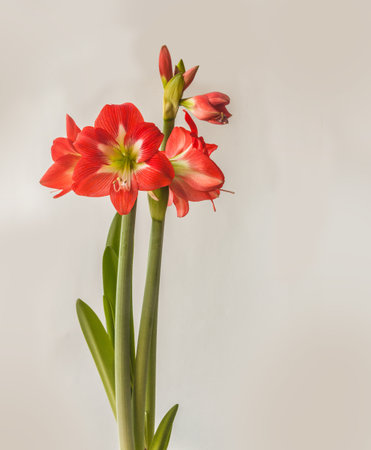 Blooming coral-white hippeastrum (amaryllis) sonatini on a gray background. Space for text. Background for cover, banner, calendar.の写真素材