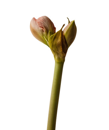 Peduncle with a bud of hippeastrum (amarylius) Sunshine Nymph on a white background isolatedの写真素材