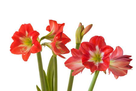 Flower Hippeastrum (amaryllis) 'Eye Catcher' on a white background isolated.の写真素材