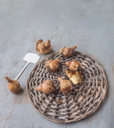 Bulbs of large-flowered daffodils and garden index of the variety on a wicker circle on a gray table, top view. Space for text. Background for a calendar, banner, postcard, cover.の写真素材
