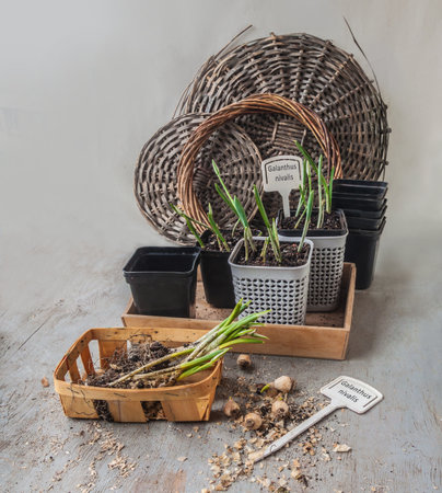 Bulbs and planted plants of snowdrop nivalis in pots for accelerated flowering. Space for text. Background for calendar, banner, cover, postcardの写真素材