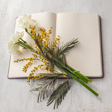 A bouquet of mimosa and double terry daffodils on an open clean page of a notebook or book. Background for congratulations, cover, calendar, banner. Space for text.の写真素材