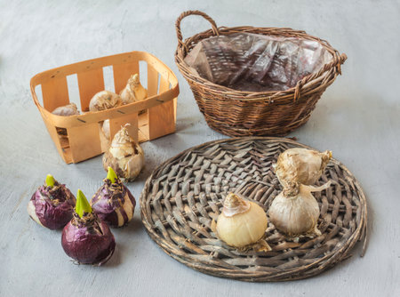 Nine bulbs of hyacinths of different varieties on a wicker circle and basket on a gray background. Spring forced flowering concept.の写真素材